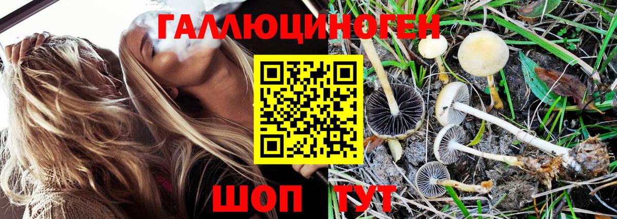 где найти   Псилоцибиновые грибы MAGIC MUSHROOMS  Вход с VPN  Кириши  Псилоцибиновые грибы мицелий 